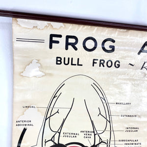 Frog Anatomy Chart