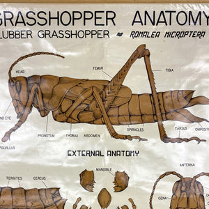 Grasshopper Anatomy Chart