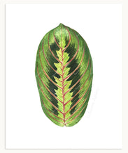 Load image into Gallery viewer, Prayer Plant Leaf Print