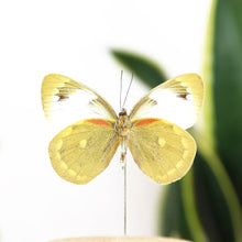 Load image into Gallery viewer, Delias Apoensis Butterfly Specimen