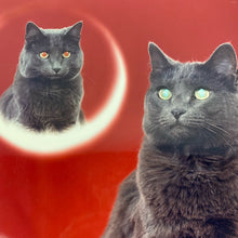 Load image into Gallery viewer, Cat Studio Portrait