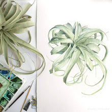 Load image into Gallery viewer, Tillandsia xerographica Print
