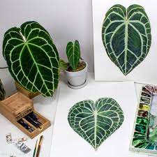 anthurium print Anthurium clarinervium Leaf Print – Found Furnishings