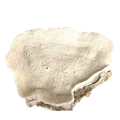 Large Flat Coral Specimen