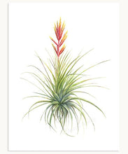 Load image into Gallery viewer, Tillandsia fasciculata Print