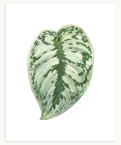 Scindapsus pictus Leaf Print