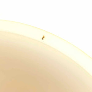 Butterfly Gold Nesting Bowl