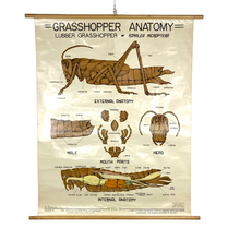 Load image into Gallery viewer, Grasshopper Anatomy Chart