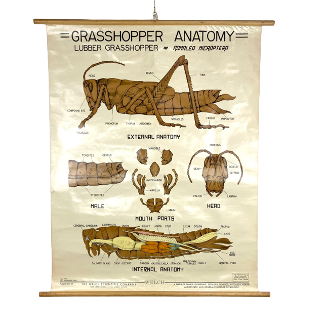 Grasshopper Anatomy Chart