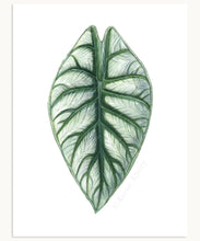 Load image into Gallery viewer, Alocasia Leaf Print