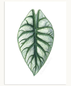 Alocasia Leaf Print