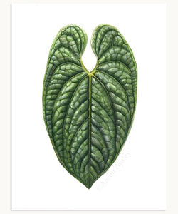 Anthurium luxurians Leaf Print