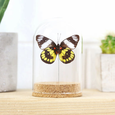 Delias Woodi Butterfly Specimen