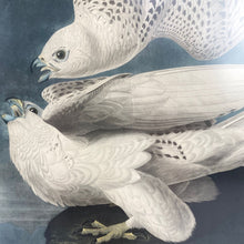 Load image into Gallery viewer, White Gyrfalcon Bird Print
