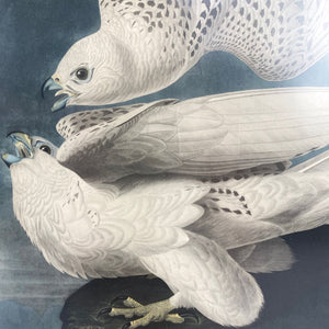 White Gyrfalcon Bird Print