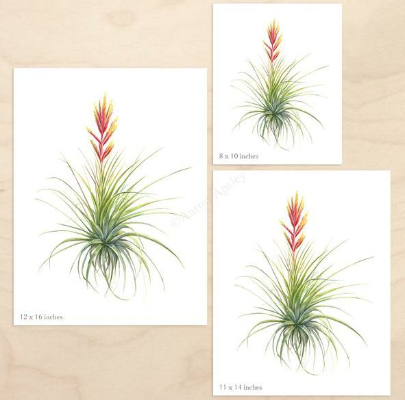 Tillandsia fasciculata Print