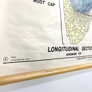 Root Structure Chart