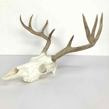 Load image into Gallery viewer, Whitetail Deer Antler Mount