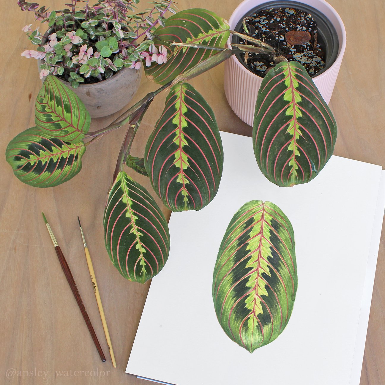 prayer plant leaf Prayer Plant Leaf Print – Found Furnishings