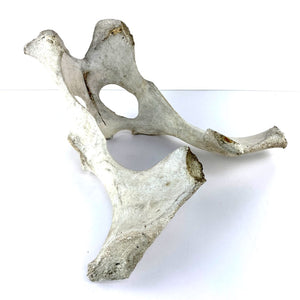 Pelvis Bone Specimen