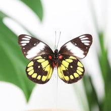 Load image into Gallery viewer, Delias Woodi Butterfly Specimen