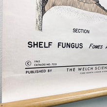 Load image into Gallery viewer, Fungi Science Chart
