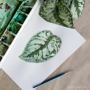 Scindapsus pictus Leaf Print